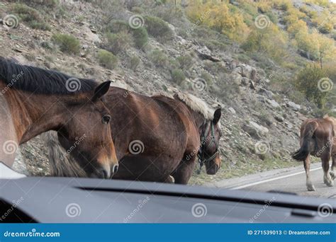 Spanish Horses on the Road. Stock Image - Image of stallion, herd ...