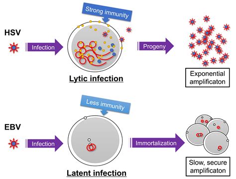 Molecular Basis of Epstein–Barr Virus Latency Establishment and Lytic Reactivation