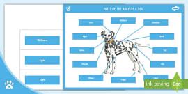 Dog Fact File For Kids - All About Dogs - Twinkl