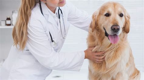 Emergencies | Berkshire Veterinary Hospital