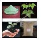 Prota-Min (Mix Micronutrient Chelated Fertilizer) Manufacturer ...