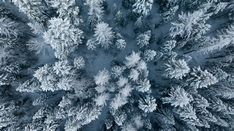 Exploding Tree 的图像结果