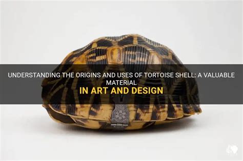 Image result for Empty Tortoise Shell