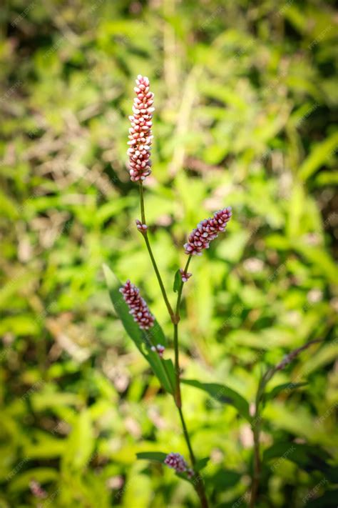 Flor do polegar da senhora ou planta persicaria maculosa, família do trigo mourisco. flor de ...