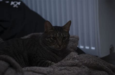 Image result for Godox Mag Mod