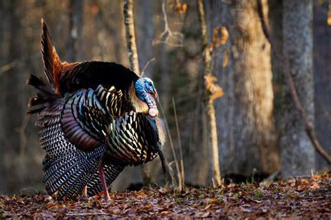 What is an Exploded Lek? - The National Wild Turkey Federation