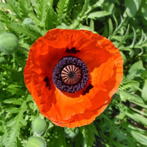 Oriental Poppy Seeds - Prince of Orange | Flower Seeds in Packets ...