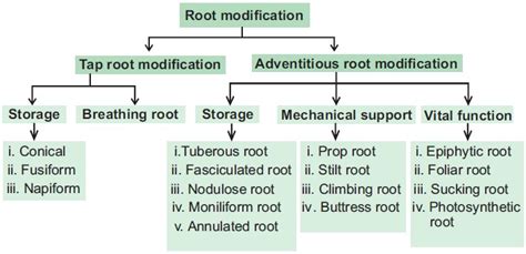 Image result for Tap Root Modifications