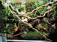 Image result for Aqua Green Tree Python