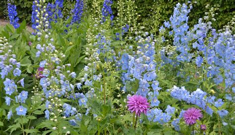 Delphinium Flowers: Planting, Growing, and Caring for Delphiniums