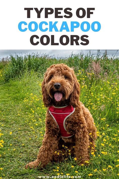 Image result for Cockapoo Colors