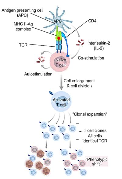 T 细胞刺激和增殖的网上学习课程 | Thermo Fisher Scientific - CN