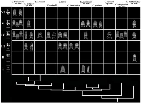The Phyloperiodic Approach Removes the “Cryptic Species” and Puts ...