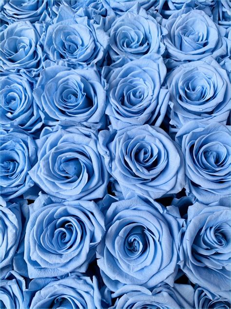 Light Blue Roses Wallpapers - Top Free Light Blue Roses Backgrounds ...