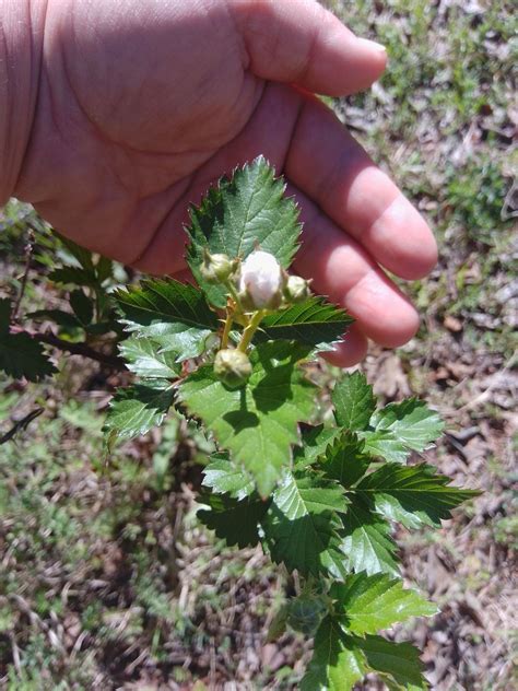 Ambers Herbals - Spring Foraging and Seed Planting, 120 E Flournoy Rd ...