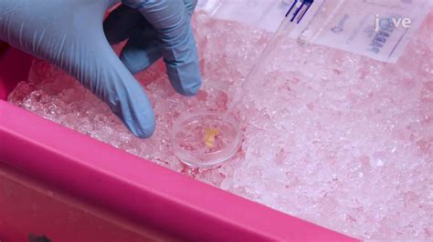 Tumor Tissue Homogenization Protocol 的图像结果