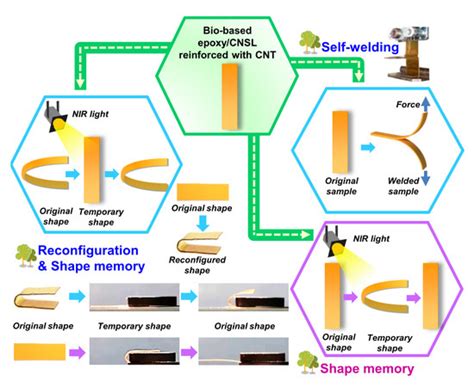 Reconfigurable Shape Memory and Self-Welding Properties of Epoxy ...