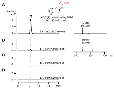 C-Methylation of S-adenosyl-L-Methionine Occurs Prior to ...