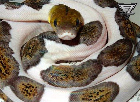 Retic Python Pet 的图像结果