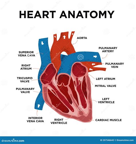 Heart Anatomy: Labeled Diagram, Structures, Blood Flow,, 42% OFF