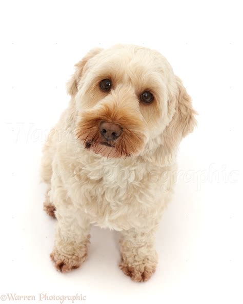 Image result for Ugly Cockapoo