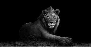 Artzfolio Wild Lion Unframed Premium Canvas Painting 47.6 x 24.3 inch ...