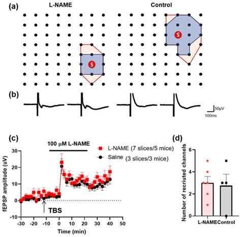 The Pathway-Selective Dependence of Nitric Oxide for Long-Term ...