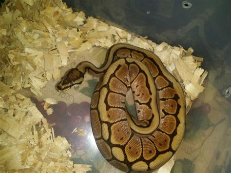 Image result for Beautiful Ball Python