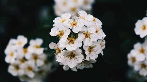 Wallpaper flowers, white, bloom, branch, spring hd, picture, image