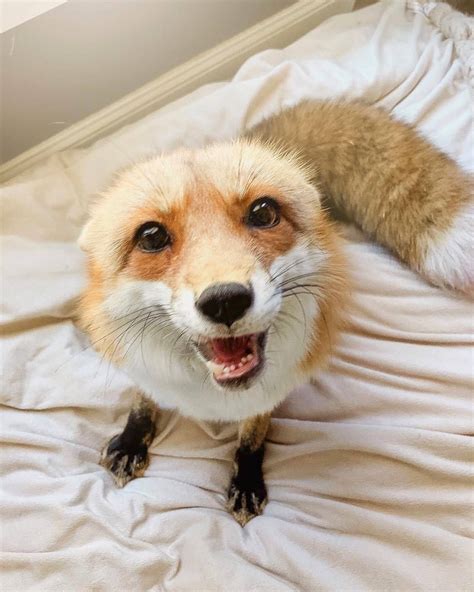 And Other Animals | Pet fox, Baby animals, Fluffy animals