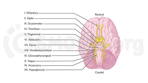 Rezultat imagine pentru Labeled Brain Model