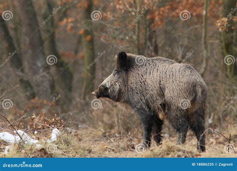 Wild boar with tusks stock image. Image of opening, hungary - 18886235