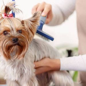 Emily Pets Dog Grooming Kit - Dog Plastic Slicker Brush with Press Key ...