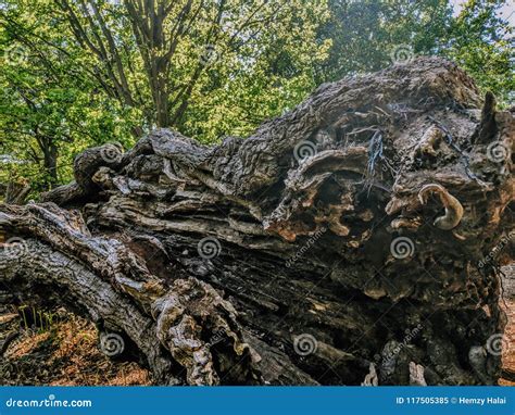 Image result for Old Fallen Tree Trunk