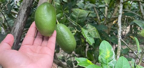 Guerrilla Gardens: Memories and Hope in a Lemon Orchard | The India Forum