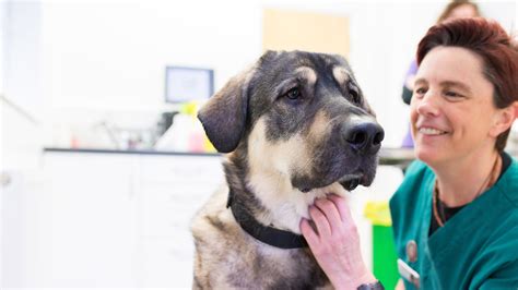 Pet Advice | Local Vets in Plymouth - Elm Vets Plymouth