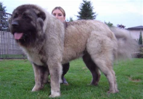 高加索犬，真正的大型猛犬 - 知乎