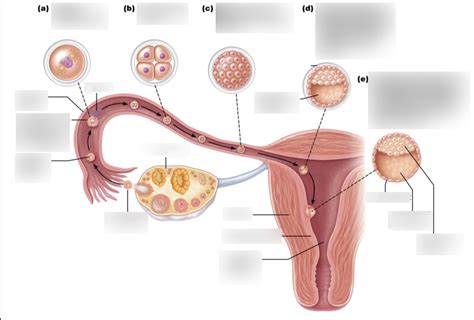 early embryonic development of the human Diagram | Quizlet