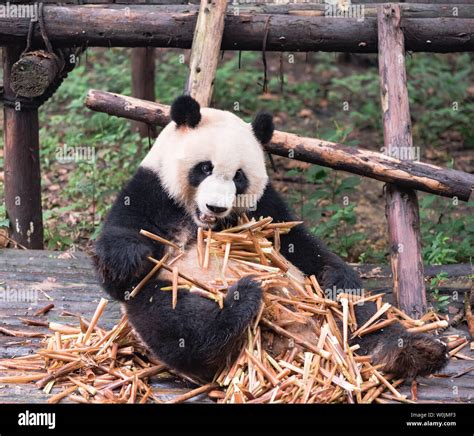 Young panda bears hi-res stock photography and images - Alamy