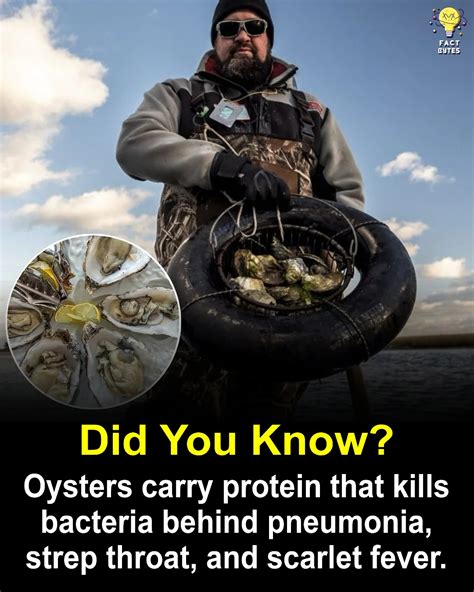 Factbytes | The researchers demonstrate a protein in the blood, or hemolymph, of a Sydney Rock ...
