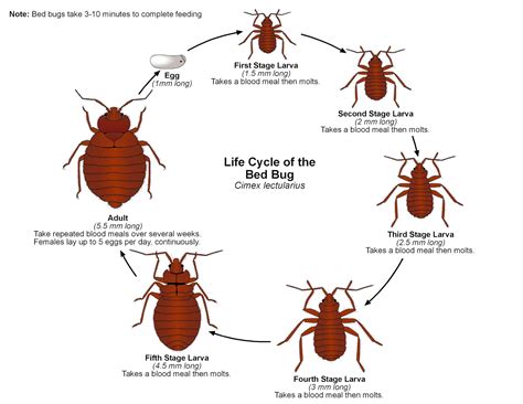 BED BUGS – WHAT YOU NEED TO KNOW – Article by Laurie Jo Jensen, Entomologist | Amber Property ...