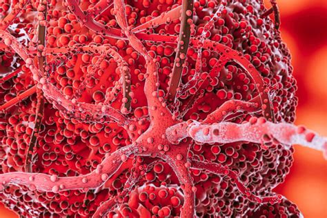 Understanding TLC Normal Range & Importance of Leucocyte Count ...