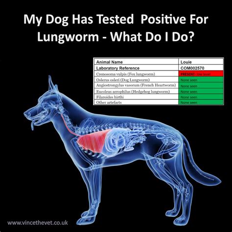 What Are The Signs Of Lungworm In A Dog