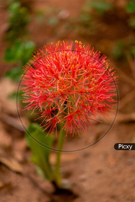 Image of Round bushy red flower of Scadoxus multiforus in a garden ...