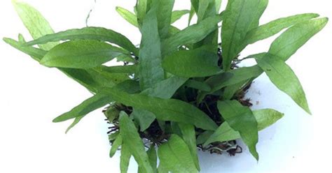 Buy Java Fern Narrow Leaf on Pot - Live Aquarium Plant | AQUAstore