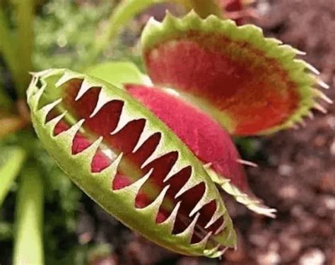 Insectivorous Plants- Name, Definition and Examples