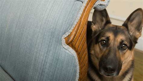 Why Does My Dog Lick My Feet? The 4 Real Reasons & How to Stop It