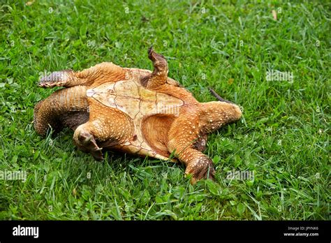 Snapping Turtle Front Face 的图像结果