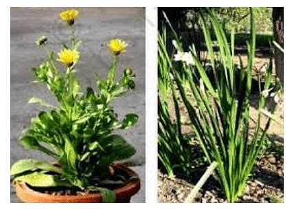 Gymnosperms - Biology for Grade 11 PDF Download