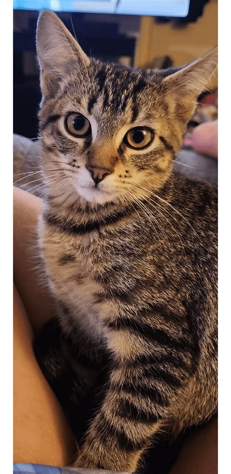 Bagel, Male, 4.5lbs, 3.5 months old : r/cats